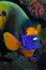 1262601516-Ange-a-face-Bleu.jpg