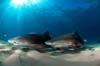 1263427411-Requins-Citrons.jpg