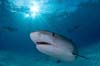 1263427673-Requin-tigre.jpg