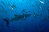 1263427927-Galapagos-Requin-baleine-Darwin.jpg