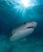Requin Tigre