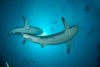 Requins gris
