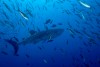 Requin Baleine