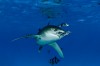 Longimanus