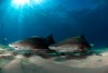 Bad Boys -requins citron