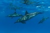 Dauphins